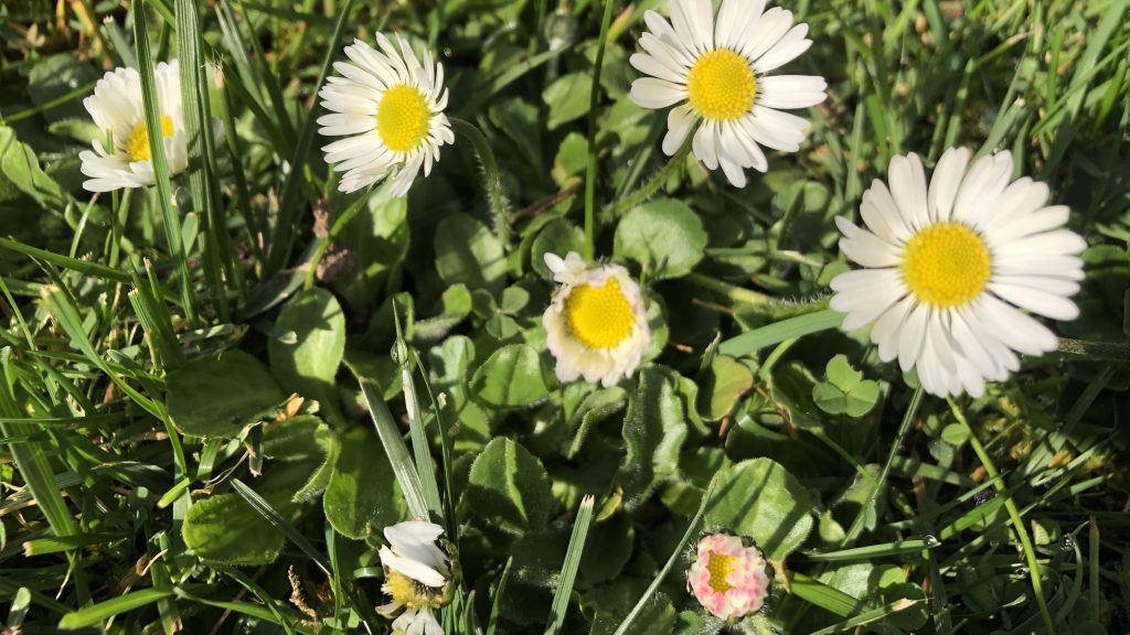 Gänseblümchen im März