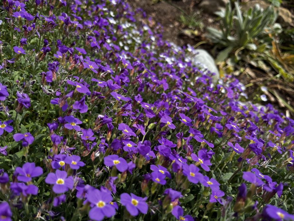 Blaukissen, Sorte Aubrieta x cultorum, in voller Blüte im April
