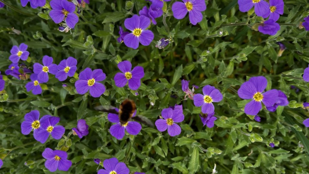 Blaukissen-Blüten mit Wildbiene