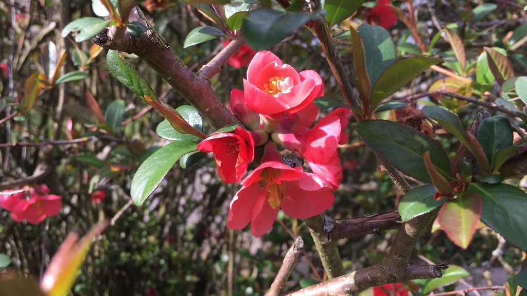 Blüten einer Zierquitte