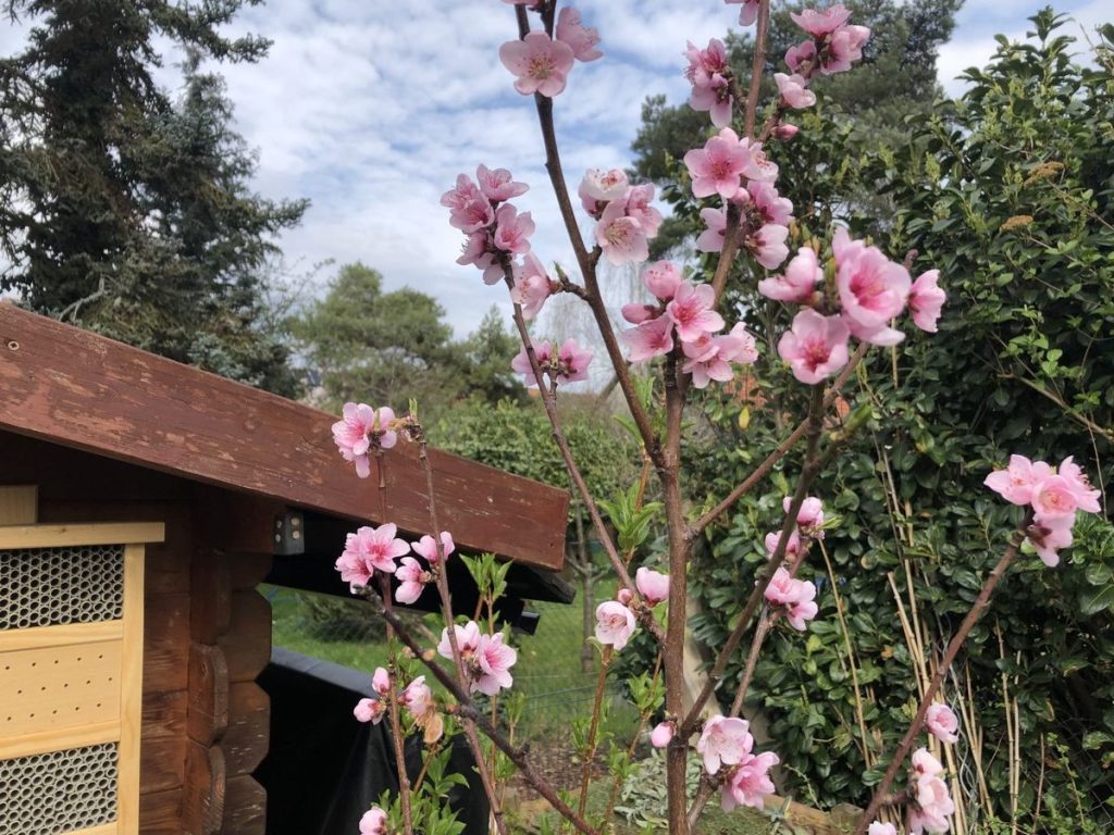 Junger Pfirsichbaum mit rosa Blüten im Garten