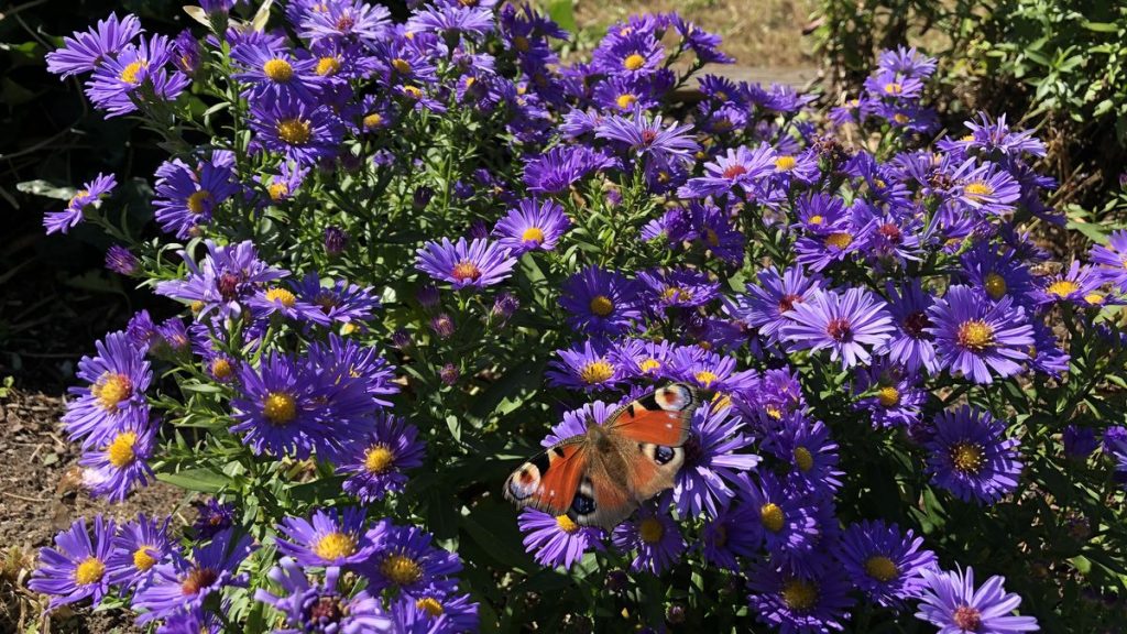 Violett blühende Astern im herbstlichen Garten.