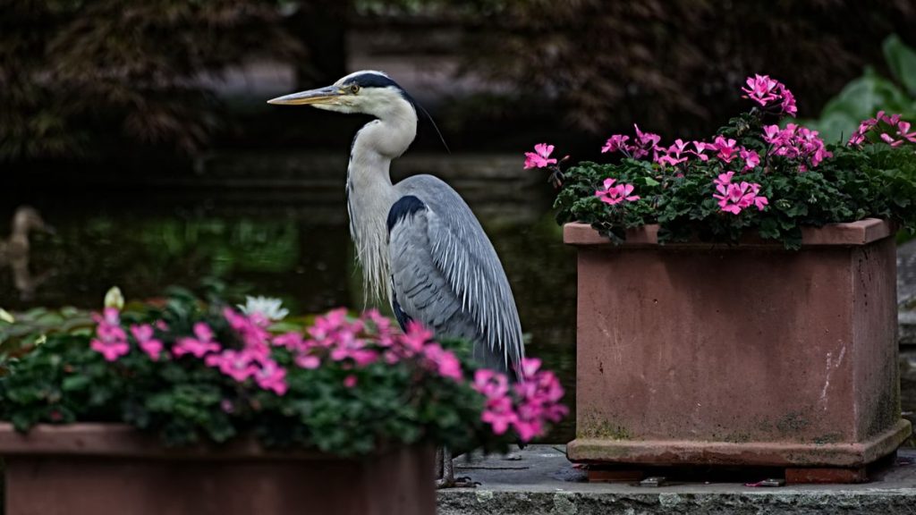 Fischreiher im Garten