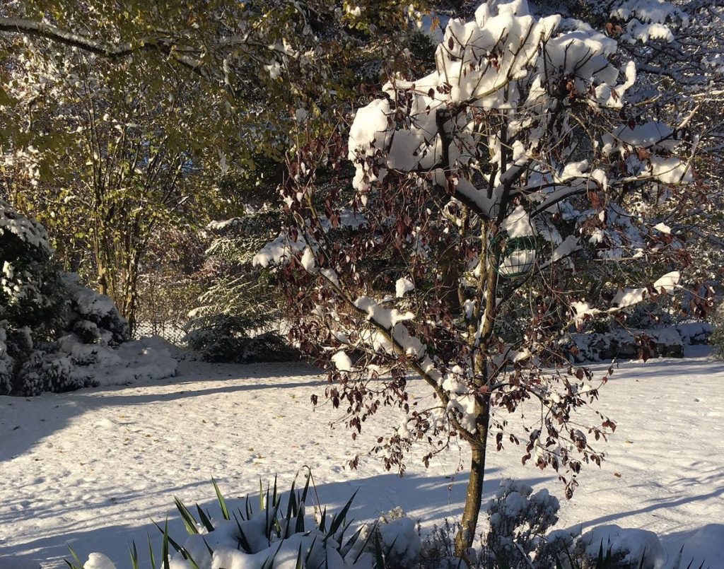 Schneebedeckter Garten im Winter