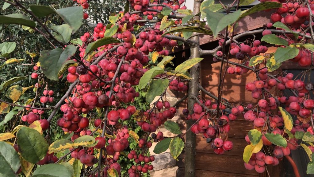 Viele rote Früchte an den Zweigen eines Zierapfelbaums