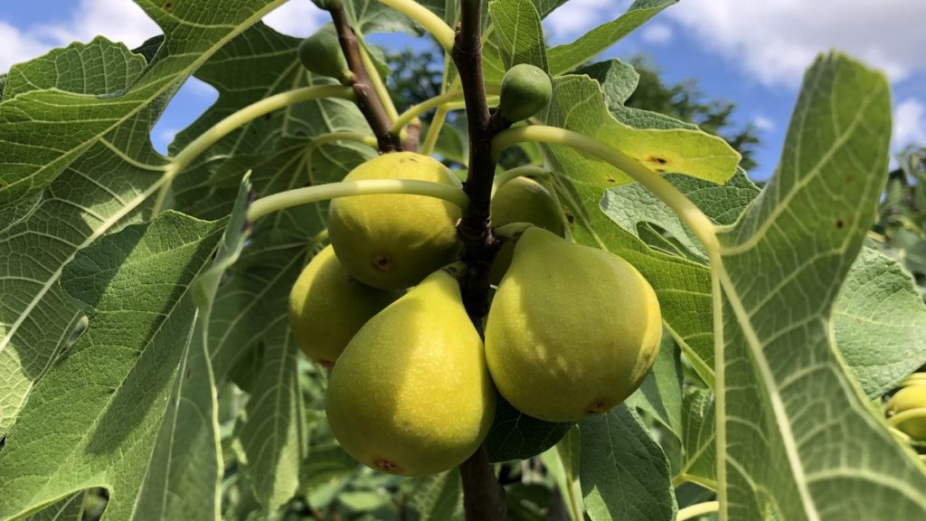 Mehrere reife Feigen hängen am Feigenbaum im Sommer.