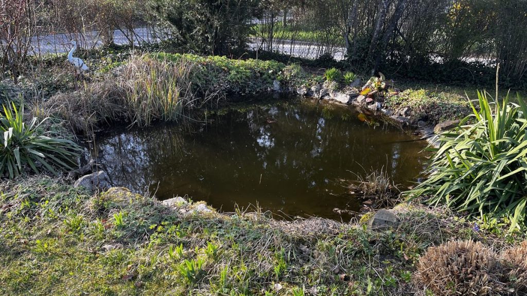 Gartenteich im April: Die Pflanzen sprießen aus dem Boden.