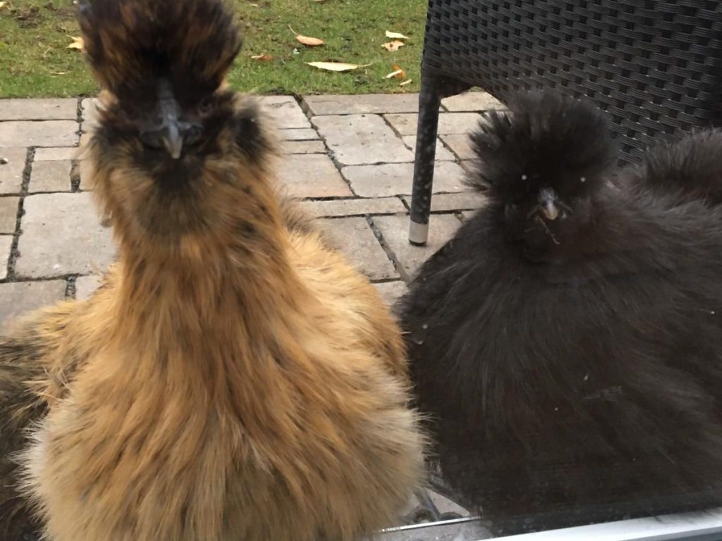 Ein schwarz und ein braungefiedertes Zwergseidenhuhn schauen vom Garten durch die Terrassentür.